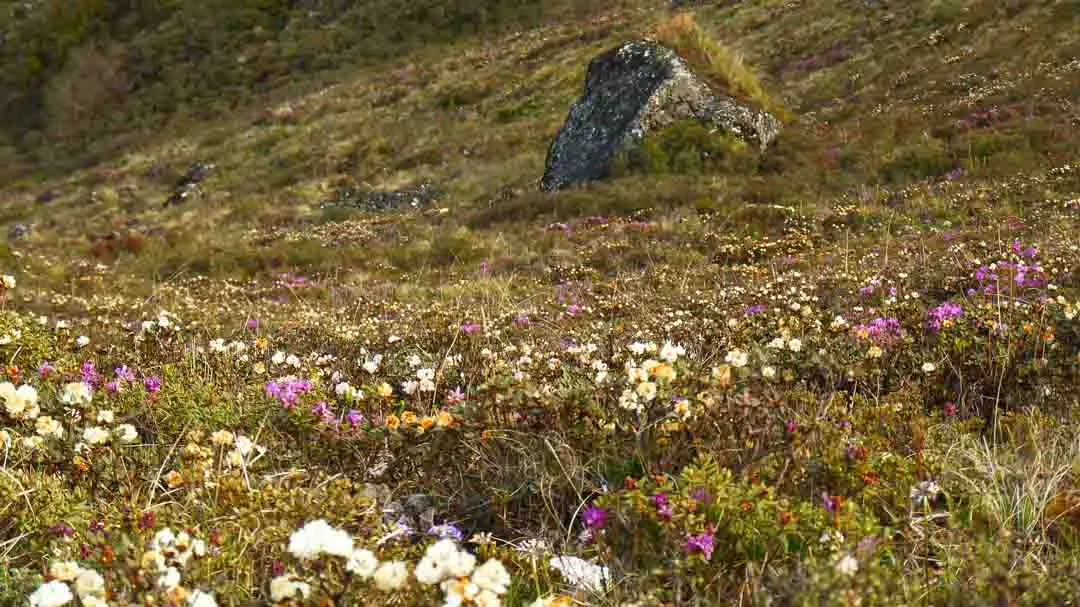 Rhododendron anthopogon