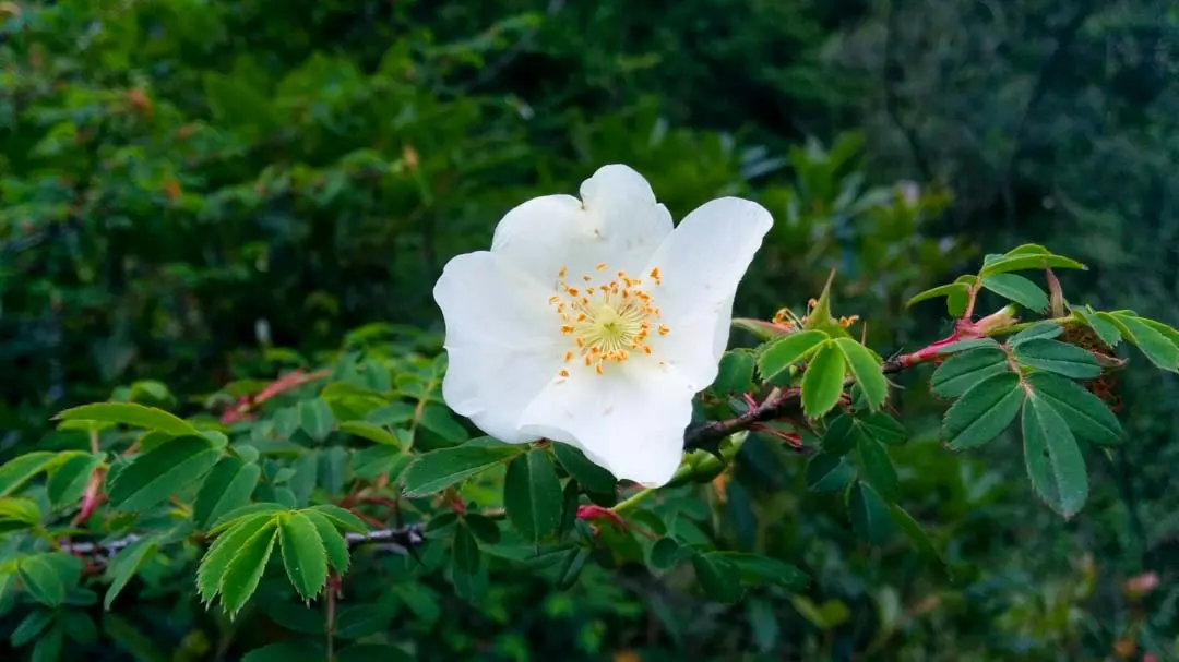 Silky Rose