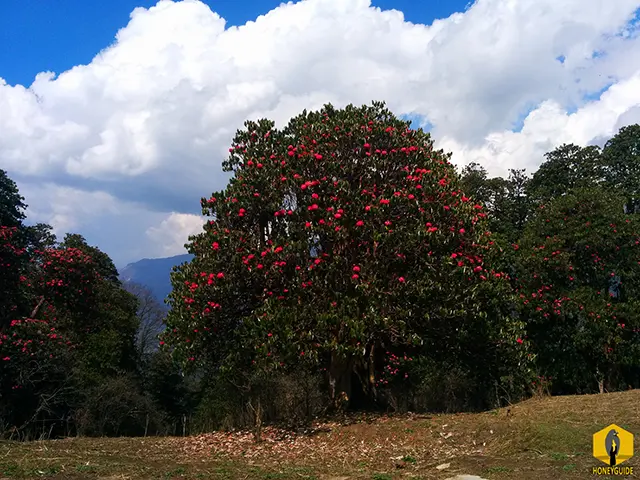 Red rhododendron tree in full bloom