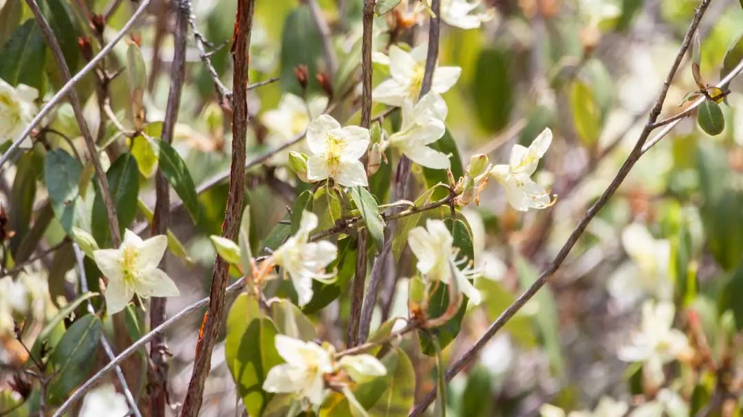 Three-Flowered Rhododendron
