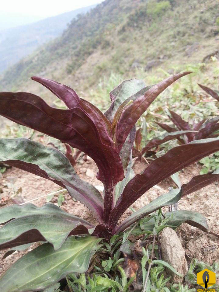 Chiraito, a wonder herb in Nepal which is used for medical purposes.