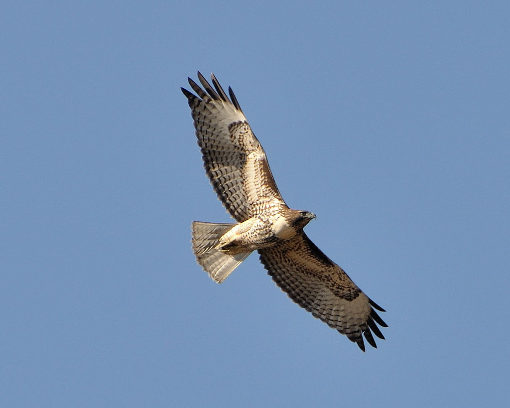 Hawk flying above Calero Park. Source: <a data-cke-saved-href="https://www.flickr.com/photos/ddebold/3957373995" href="https://www.flickr.com/photos/ddebold/3957373995" target="_blank">Flickr</a>