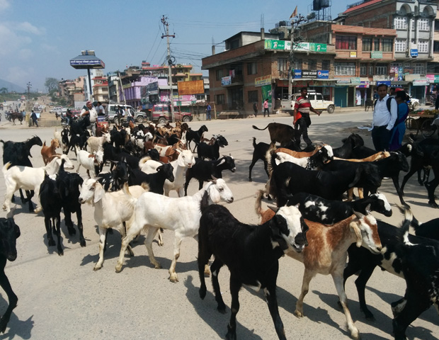 Goats in middle of roads