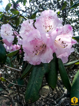 Bell Rhododendron or Rhododendron campanulatum