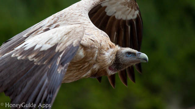 Himalaya Griffon perhaps the largest and heaviest bird found in the Himalayas.