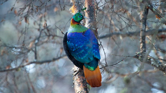 Himalayan Monal or Daphne