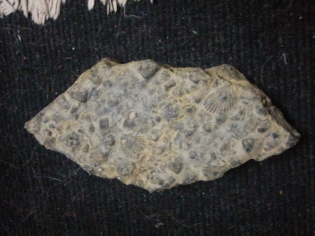 Fossils embedding clams in Upper Mustang