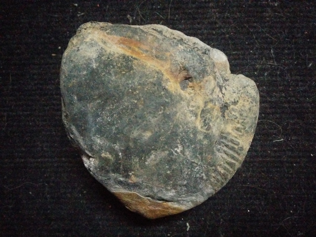 Fossils in Upper Mustang