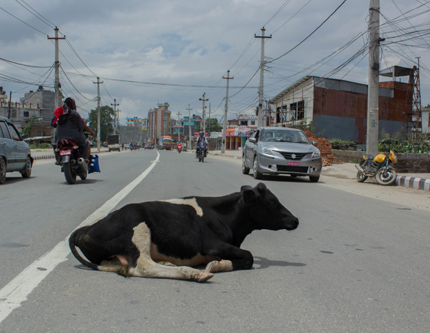 Cows in middle of road