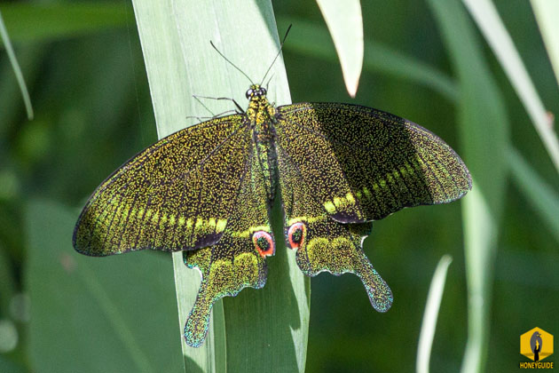 Paris Peacock or Papilio paris in Nepal. It is a species of swallowtail butterfly.