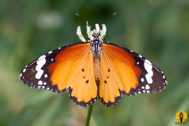 Danaus chrysippus, also known as the plain tiger or African monarch in Nepal.