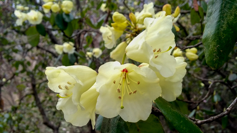 Yellow Rhododendron bloom.