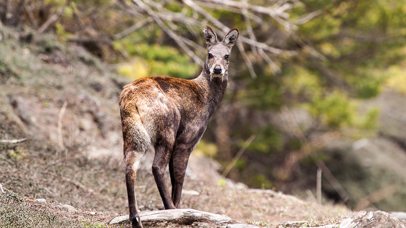 Staring Himalayan Musk Deer