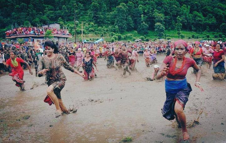 National paddy day or Ashad 15 festival in Nepal.