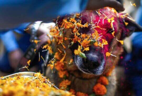 Dog festival, also known as Kukur Tihar in Nepal compared to Yulan meat festival, China