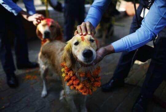 Dog festival, also known as Kukur Tihar in Nepal compared to Yulan meat festival, China.