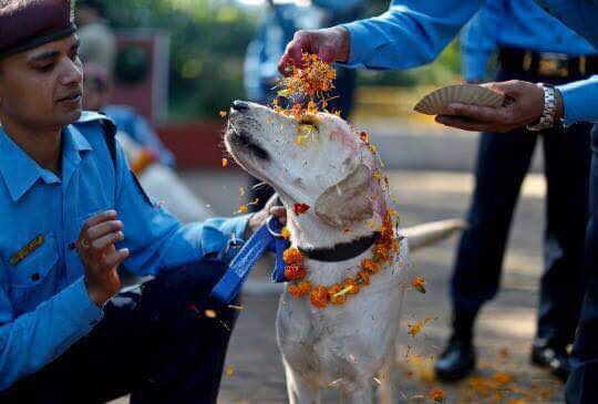 Dog festival, also known as Kukur Tihar in Nepal compared to Yulan meat festival, China