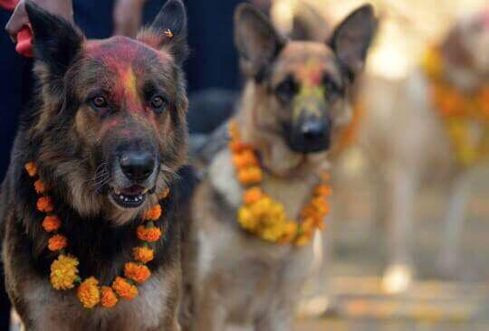 Dog festival, also known as Kukur Tihar in Nepal compared to Yulan meat festival, China