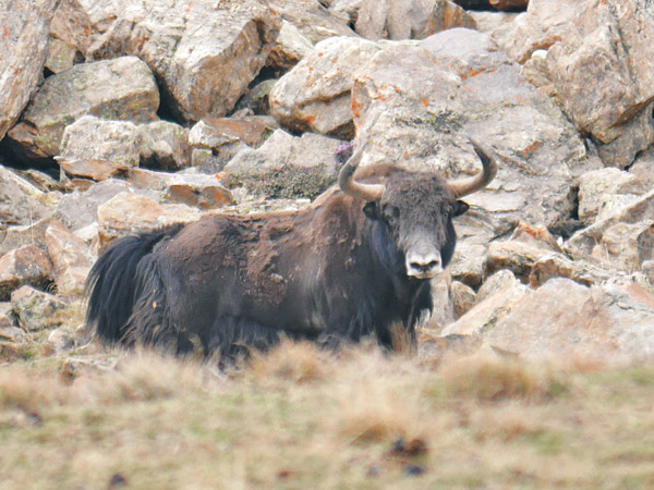 wild yak humla nepal