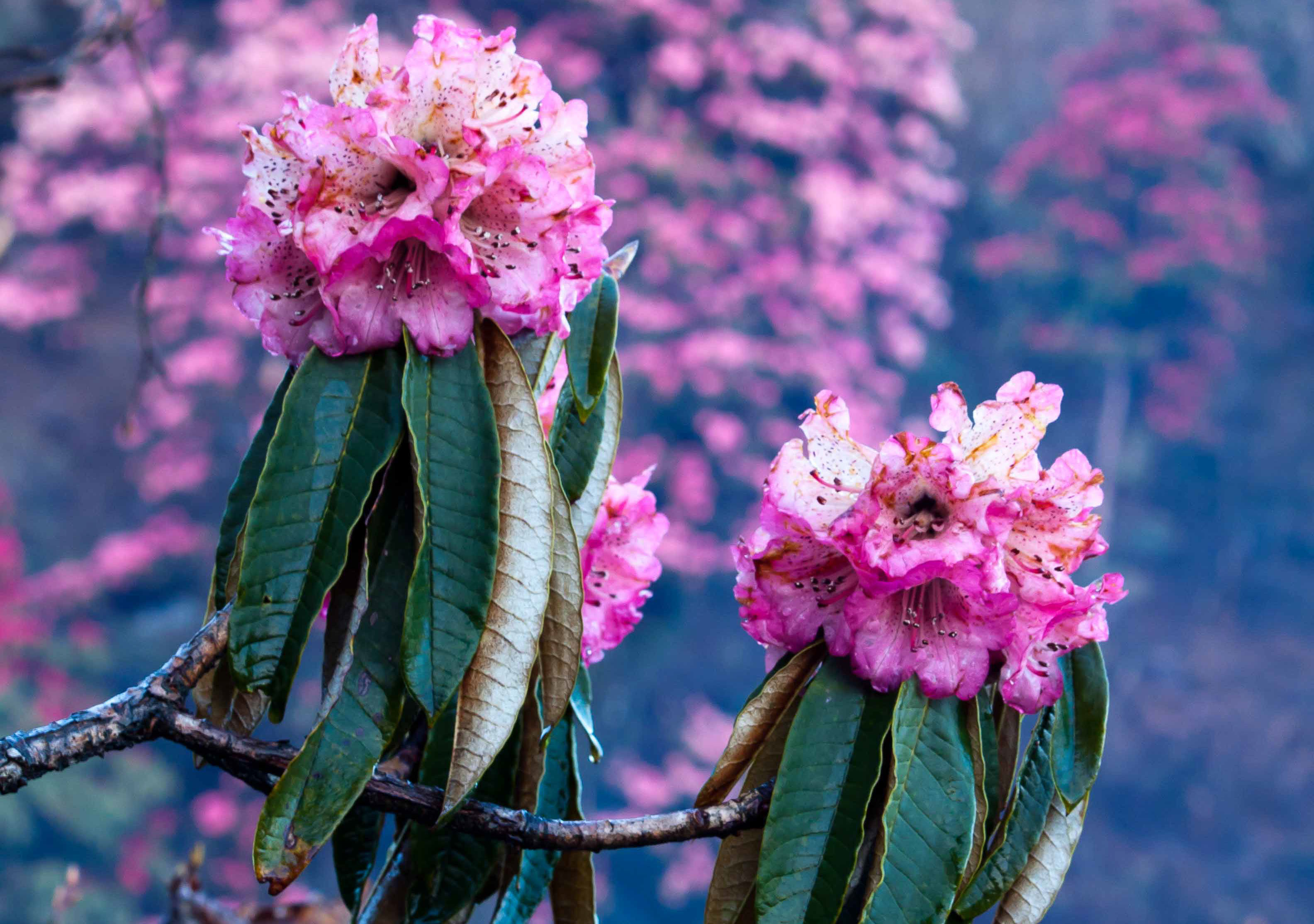 Laligurans in spring