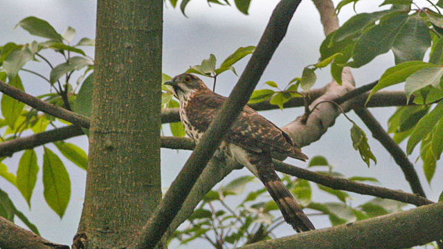 immature Large Hawk-Cuckoo