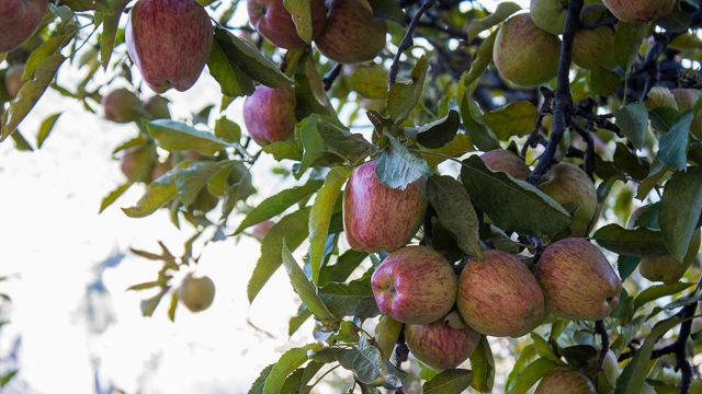 <a target="_blank">Honeyguide</a> marpha apple