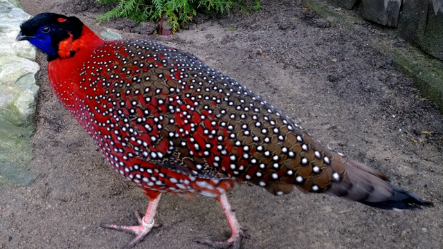 The Satyr Tragopan has perhaps the eeriest sounds among the pheasant family.