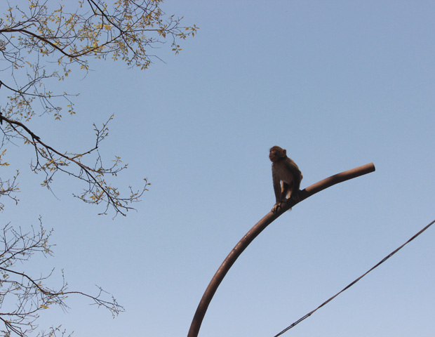 Monkeys on rollI in Nepal