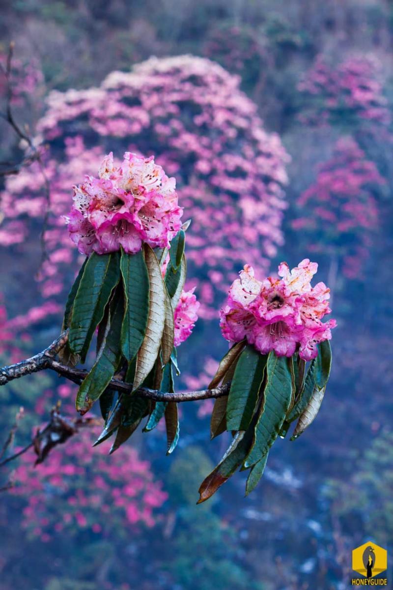 Rhododendron- National flower of Nepal.