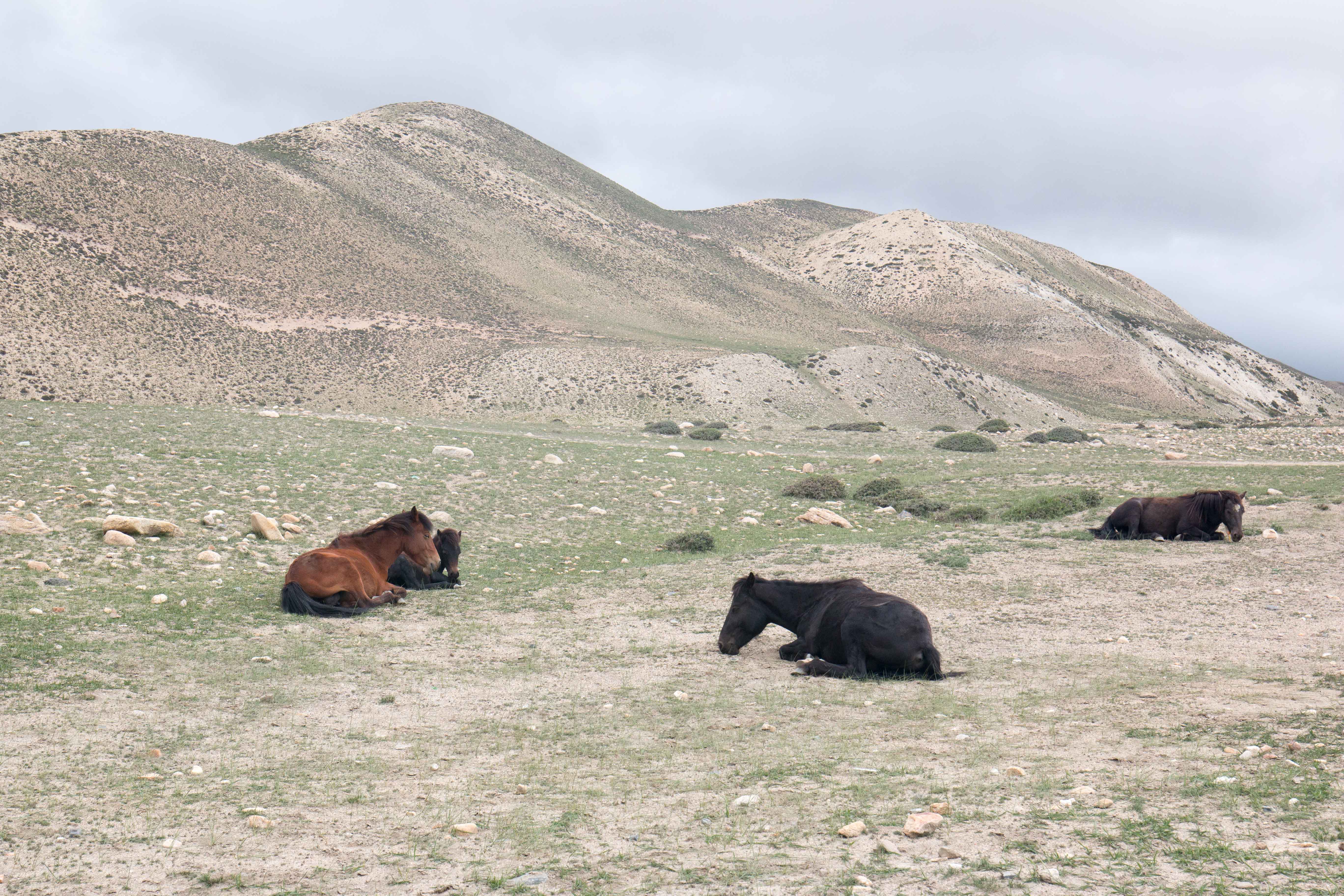 horses resting in the Kingdom of Horses, Lo-Manthang