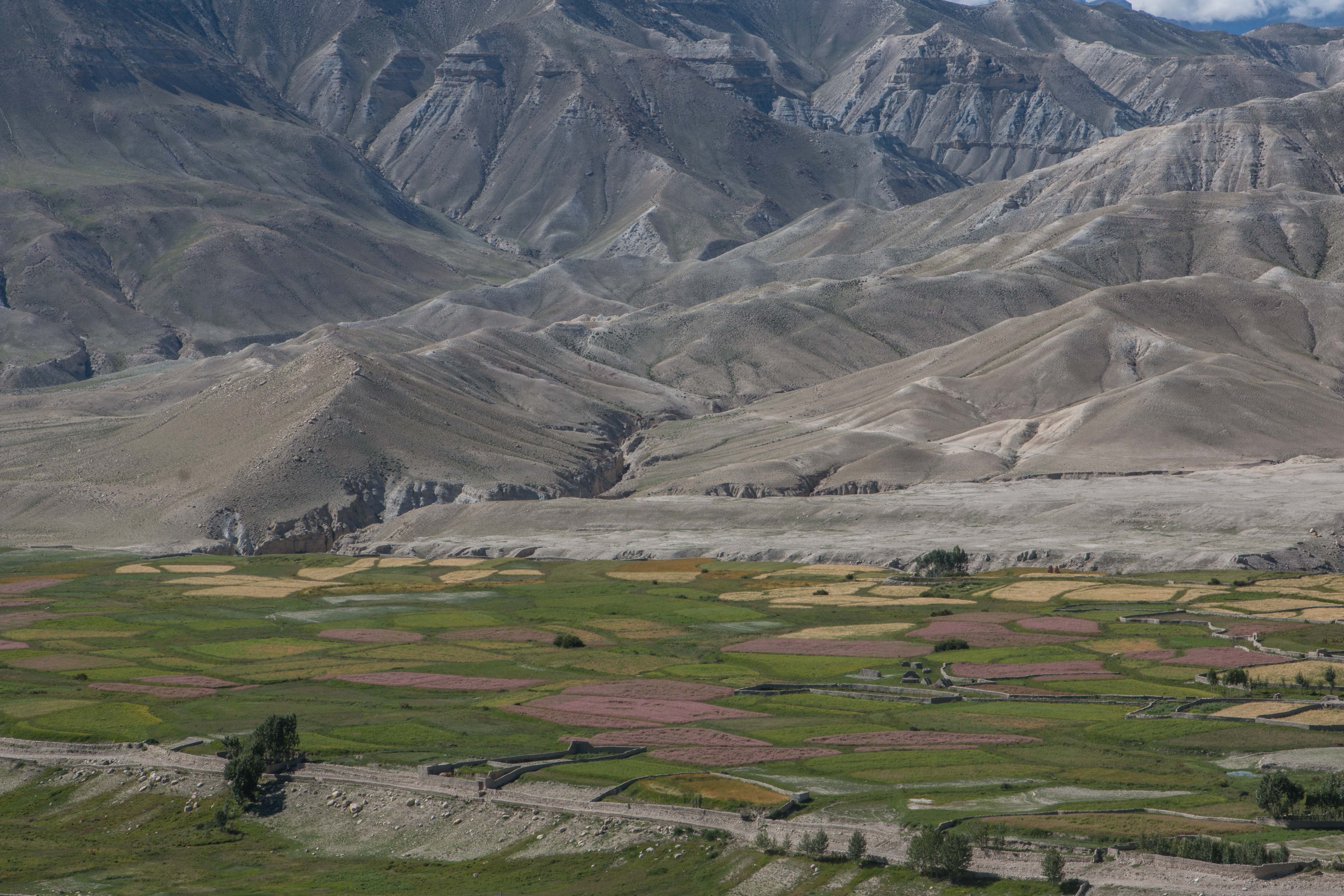 The Buckwheat fields in Ghiling